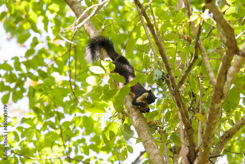 Fototapeta premium Black giant squirrel, Khaoyai National Park, Thailand