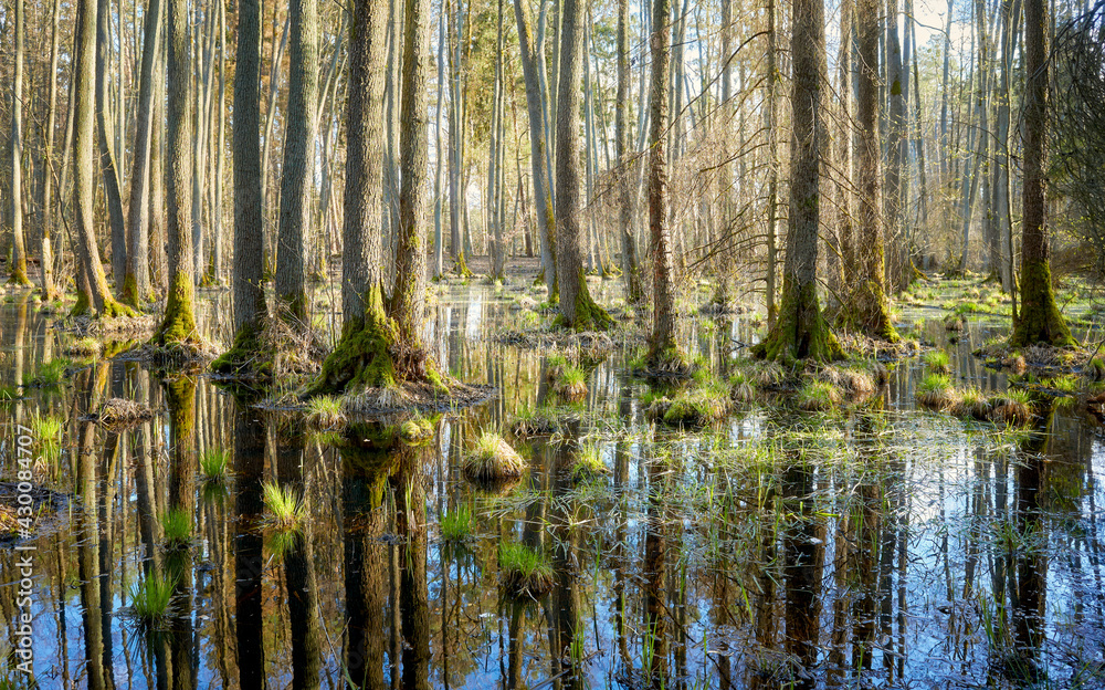 Mysterious wetland forest with trees reflected in water.