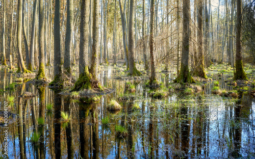 Mysterious wetland forest with trees reflected in water.