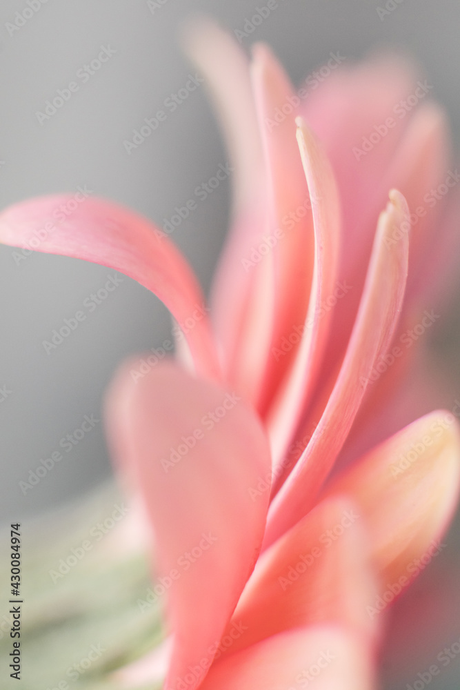 macrophotography pink gerbera flower
