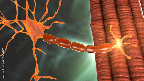 Slika na platnu Motor neuron connecting to muscle fiber, 3D illustration
