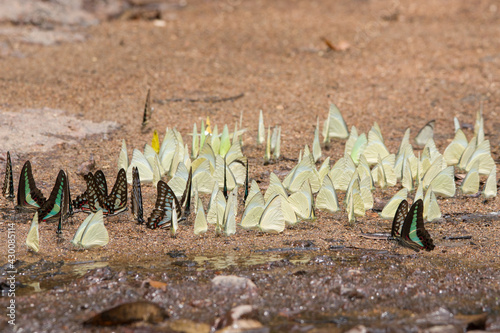 Group of butterflies in nature, Khaoyai National Park, Thailand