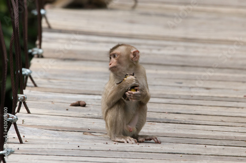 Baby Macaque monkey, Khaoyai National Park, Thailand