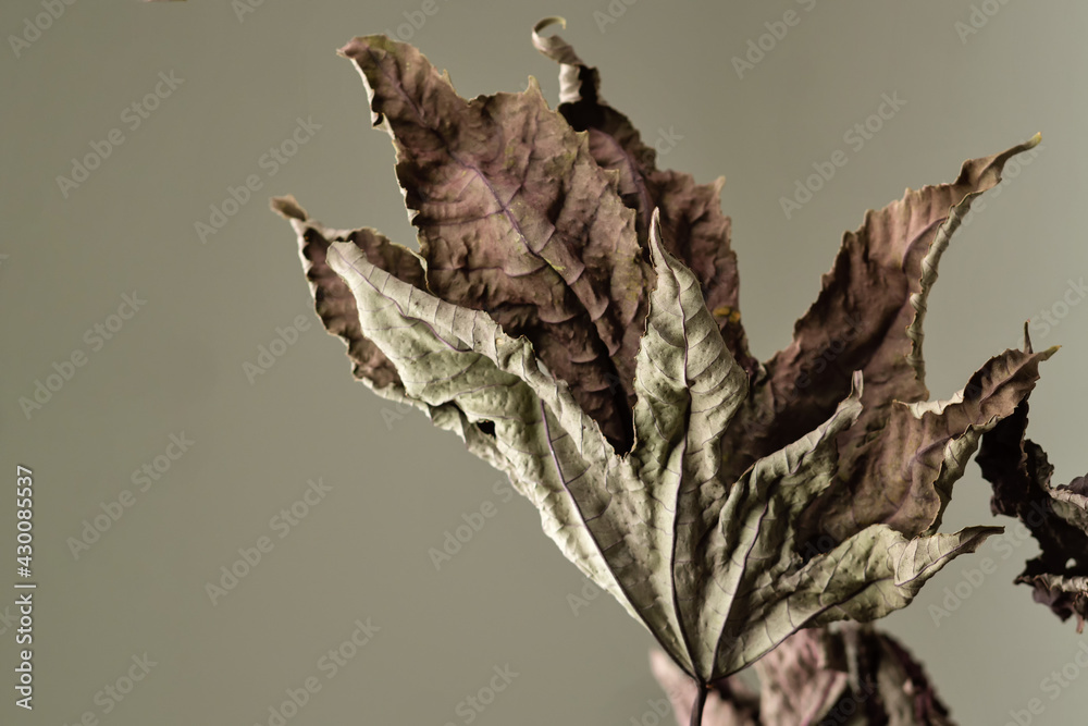 Fototapeta premium Dried leaves. Closeup. Background. Texture. Educational still life for drawing.