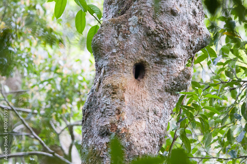 Hollow tree, Khaoyai National Park, Thailand