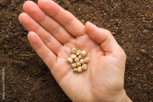 Dry pea seeds on young adult woman palm on fresh dark soil background. Closeup. Preparation for garden season in early spring. Top down view.