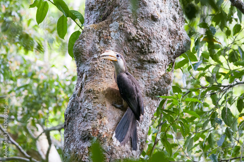 Austen's brown hornbill (Anorrhinus austeni), Khaoyai National Park, Thailand