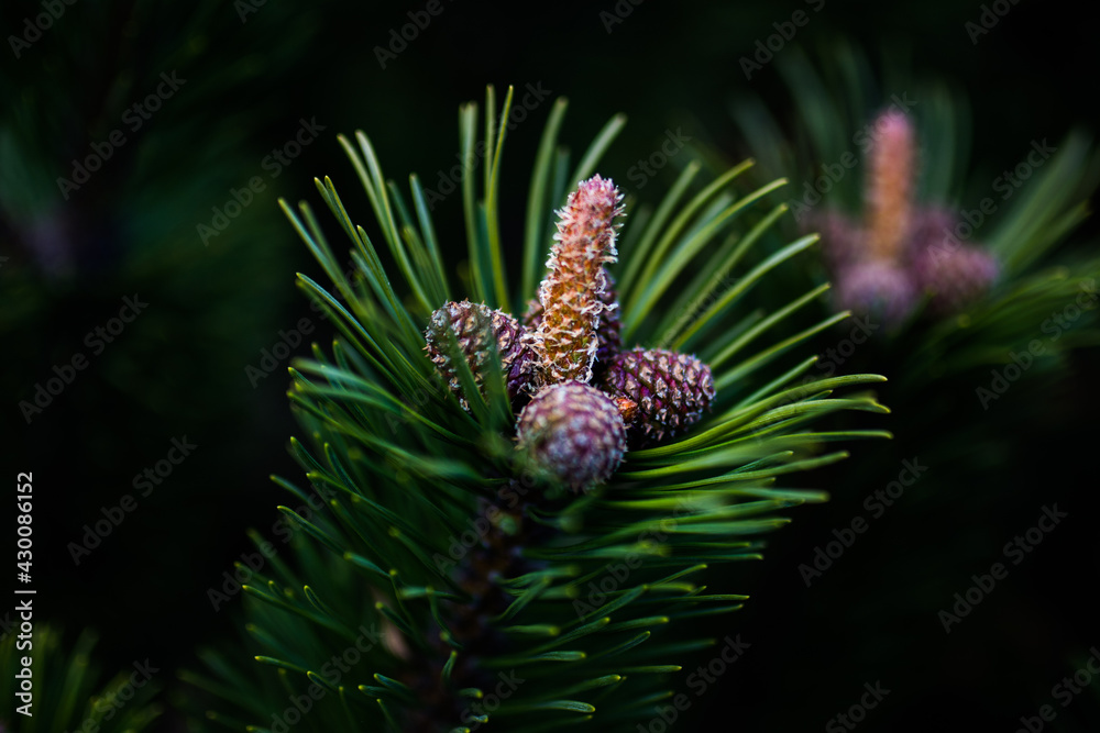 Nadelbaum Busch Strauch Äste Nadeln Grün Wald Knospen Zapfen Braun Nadelbaum Busch Strauch Äste Nadeln Grün Wald Knospen Zapfen Braun