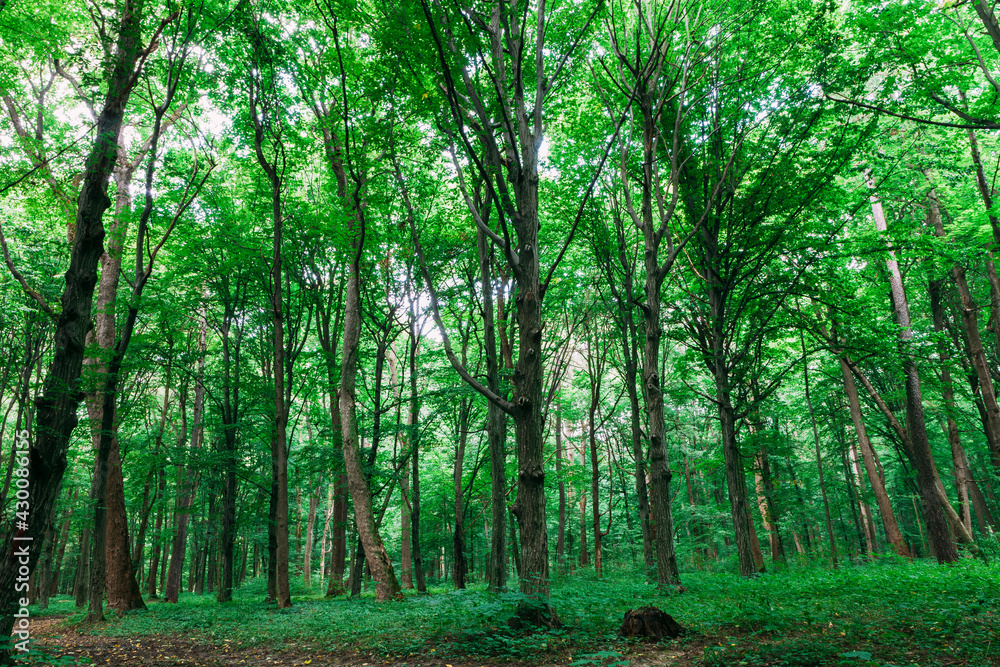 spring forest trees. nature green wood sunlight backgrounds. spring forest trees. nature green wood sunlight backgrounds.