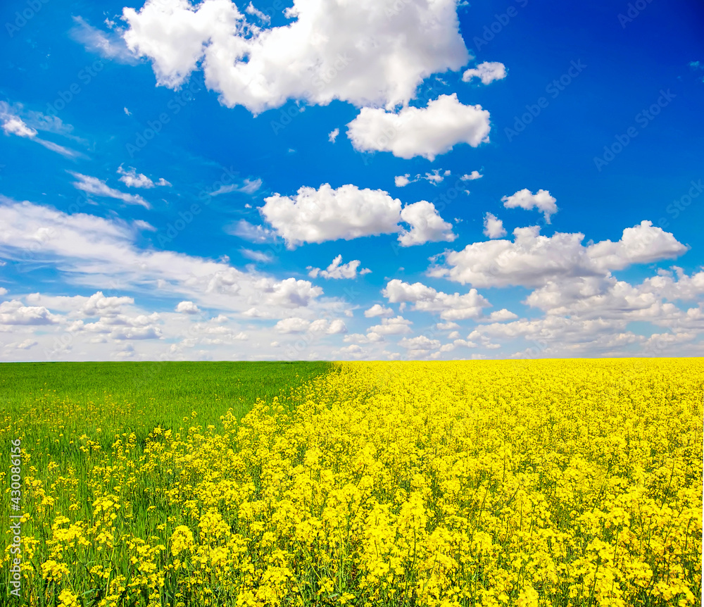 Obraz premium Rapeseed and wheat field