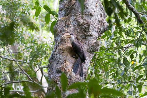 Austen's brown hornbill (Anorrhinus austeni), Khaoyai National Park, Thailand