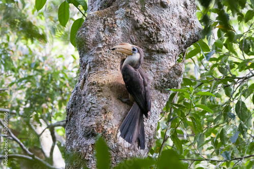 Austen's brown hornbill (Anorrhinus austeni), Khaoyai National Park, Thailand
