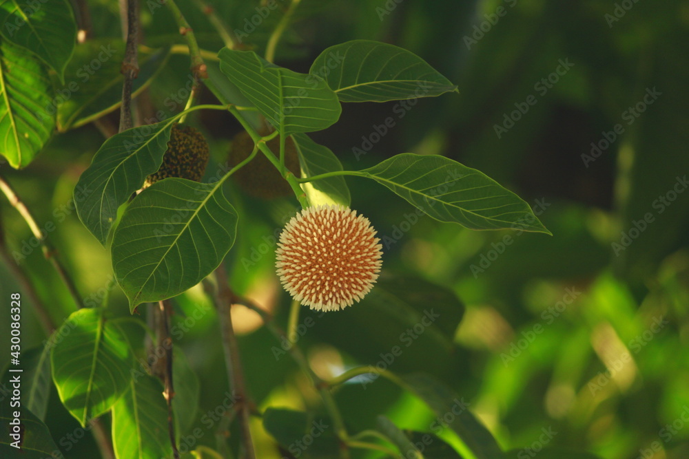 flower of a sunflower like flower of a sunflower like