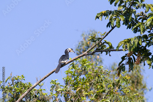 Oriental pied hornbill, Khaoyai National Park, Thailand