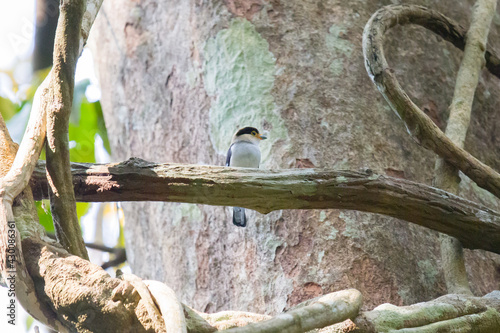 Silver-breasted Broadbill, Kaeng krachan national park, Thailand