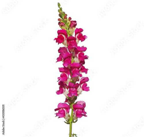 Red snapdragon flowers isolated on white, Antirrhinum majus
