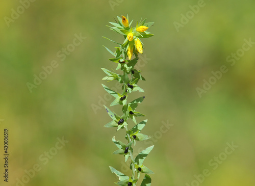 Yellow Honeywort flower, Cerinthe minor ssp. Minor photo