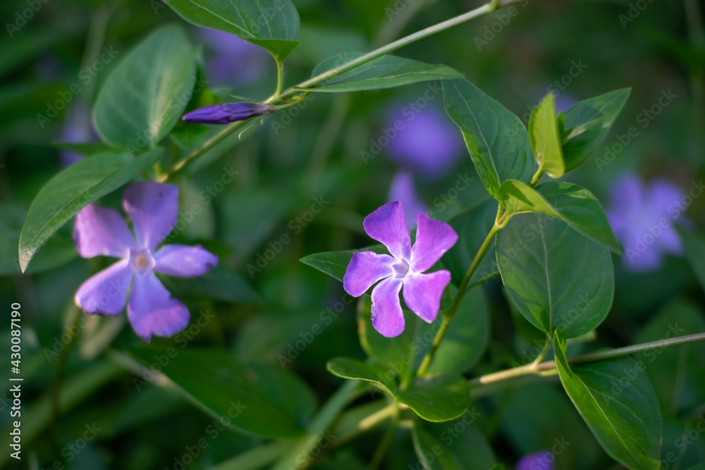花 花