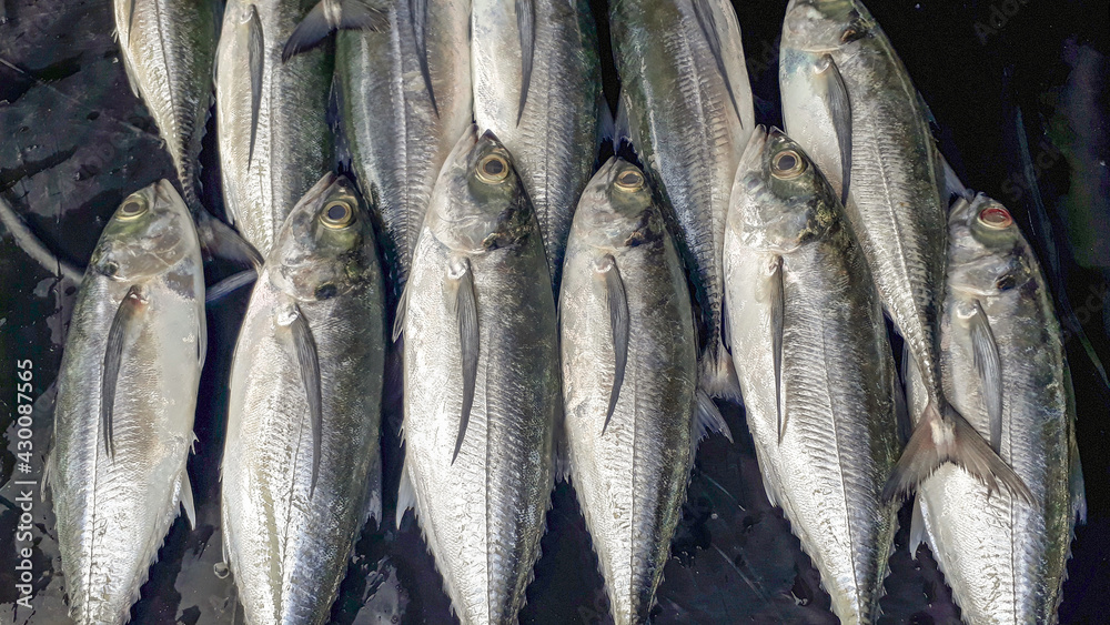 Fototapeta premium Pangkalpinang City, Bangka Belitung Islands (March - 2021): Fresh sea fish, Megalaspis cordyla, which is sold at a local market called (Morning Market), in Pangkalpinang City, Indonesia.