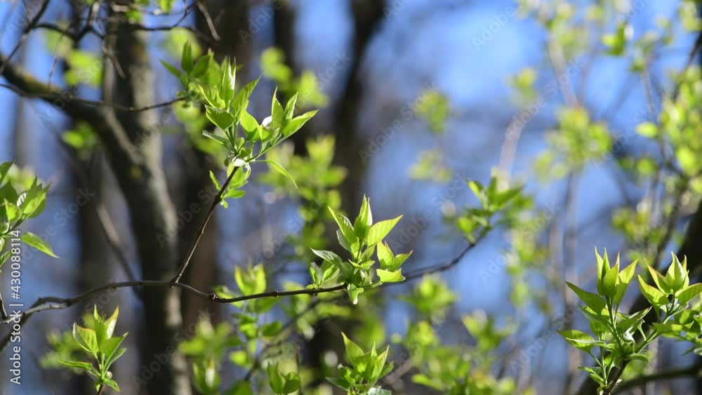 Spring awakening nature tree leaves close up macro move 4k video