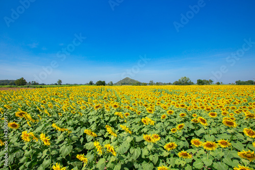 thailand, Outdoors, Sunflower, Agricultural Field, Flower, Sky