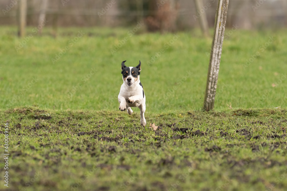 Active Jack Russell Terrier running outside on the green grass. The ears flap in the wind. Young enthusiastic and healthy dog Active Jack Russell Terrier running outside on the green grass. The ears flap in the wind. Young enthusiastic and healthy dog