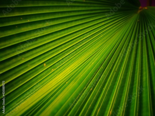    Nature leaves background pattern texture.