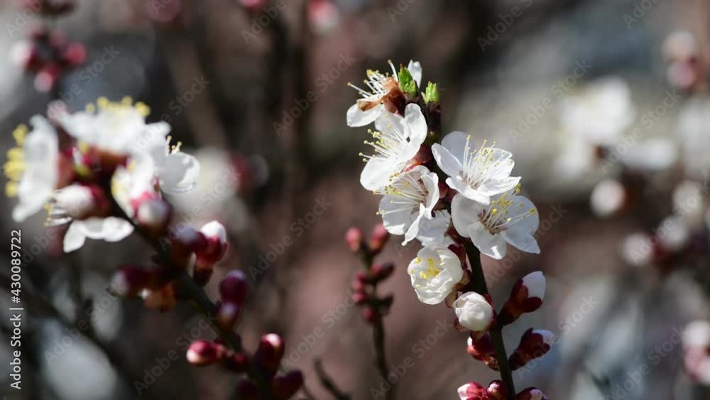 Nice white apricot spring flowers branch macro photography nature awakening 4k video Nice white apricot spring flowers branch macro photography nature awakening 4k video