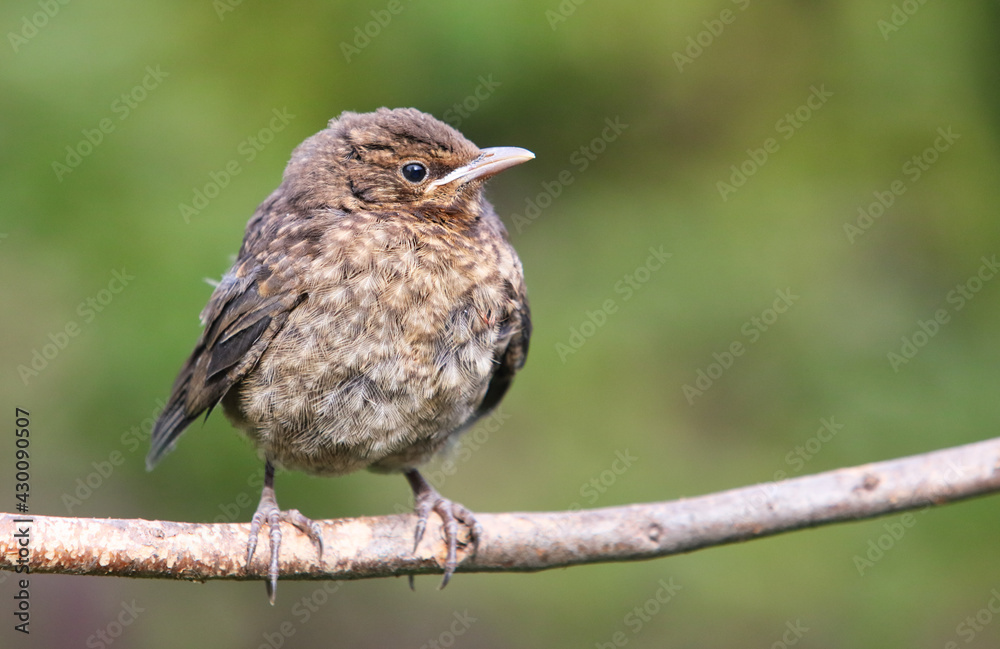 Young blackbird, Baby Turdus merula sits on a branch. Slovakia. Europe Young blackbird, Baby Turdus merula sits on a branch. Slovakia. Europe