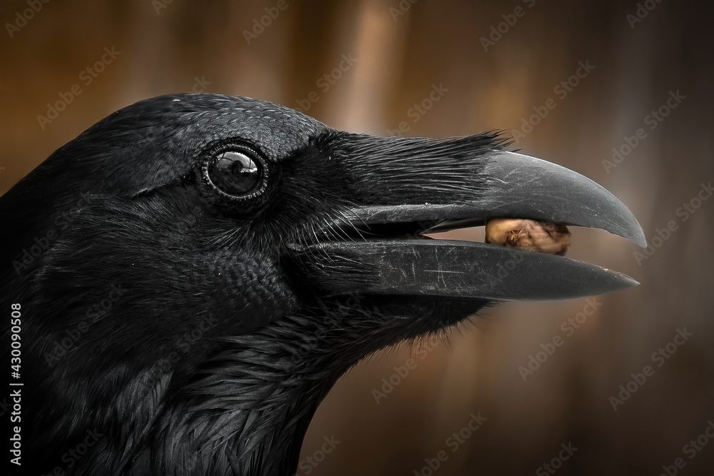 Fototapeta premium Detail portrait of raven with an open beak holding a nut, Close-up of black bird 