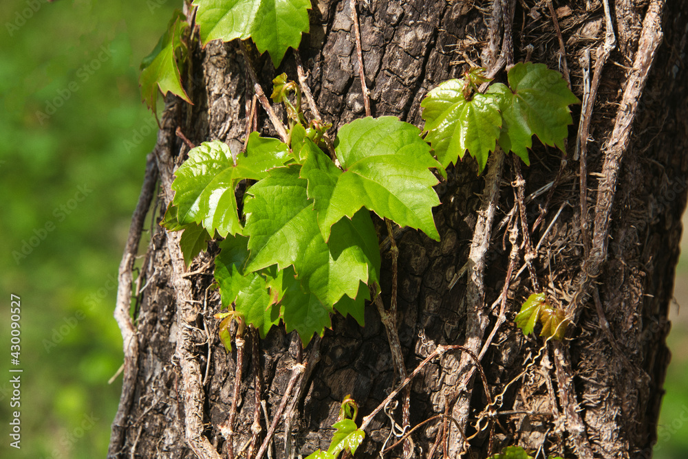 Obraz premium 木の幹に絡んだツタの若葉が、春の陽ざしを浴びて輝く風景