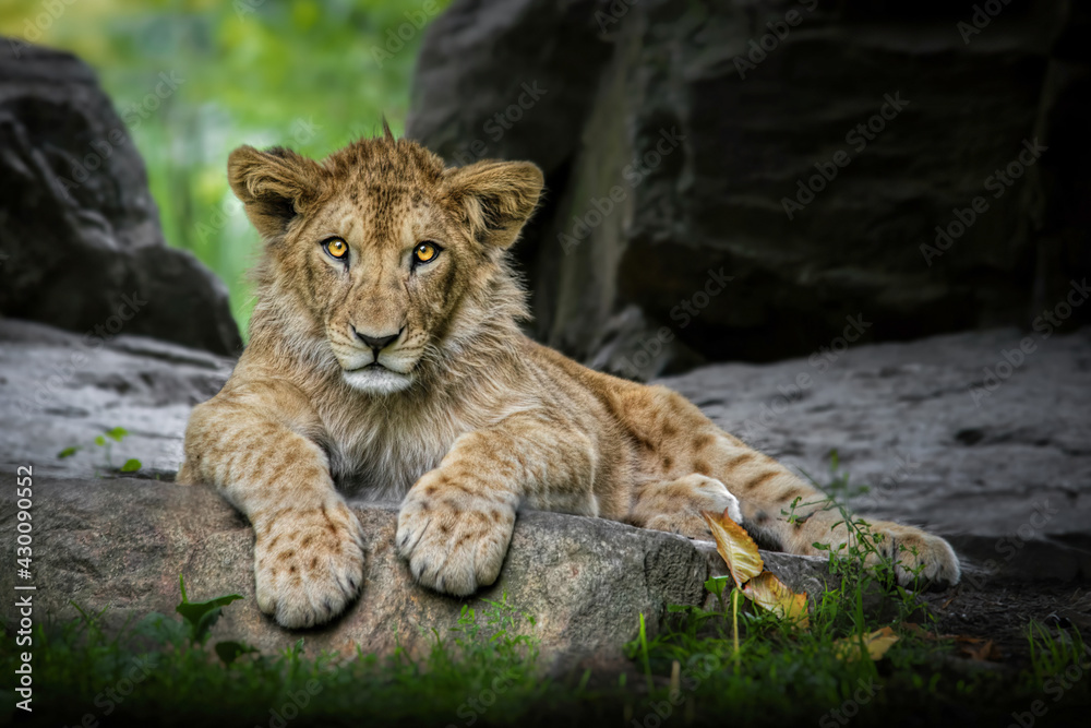Obraz premium Lion cub (Panthera leo leo) lying on a rock and looking at the camera