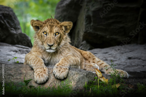 Murais de parede Lion cub (Panthera leo leo) lying on a rock and looking at the camera