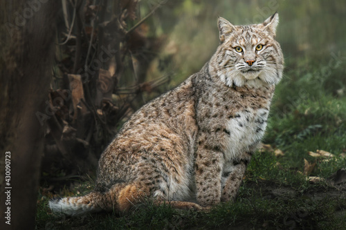 Bobcat (Lynx rufus) sitting on the green grass and looking at the camera