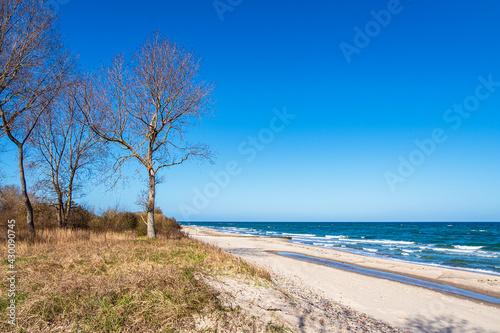 Fototapeta Naklejka Na Ścianę i Meble -  Bäume an der Küste der Ostsee bei Kühlungsborn
