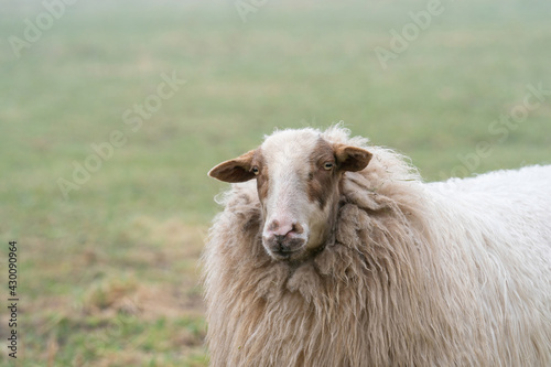 Fototapeta Naklejka Na Ścianę i Meble -  One sheep in the mist. The sheep looks into the camera, detail shot, part of body. Sheep stands in the spring grass. Agriculture and extensive traditional sheep breeding