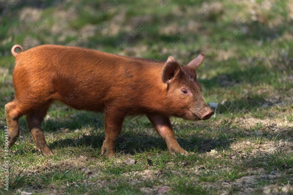 tamworth piglet close up walking tamworth piglet close up walking