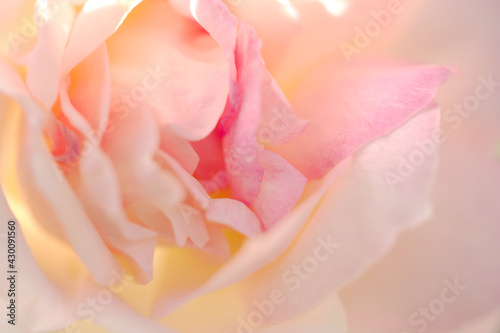 アプリコットピンクの薔薇の花びらマクロ