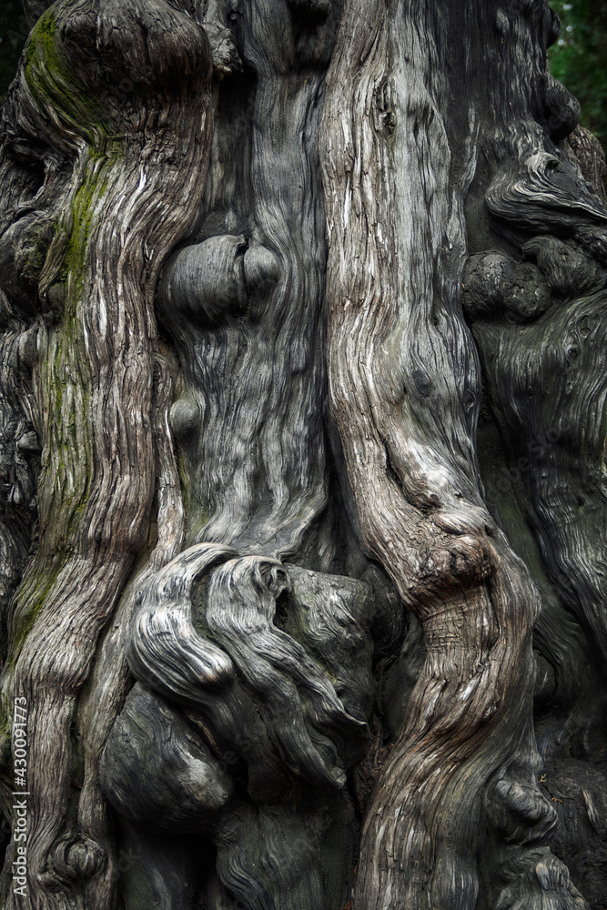 A close-up of the trunk of a large old tree. Tree bark texture.