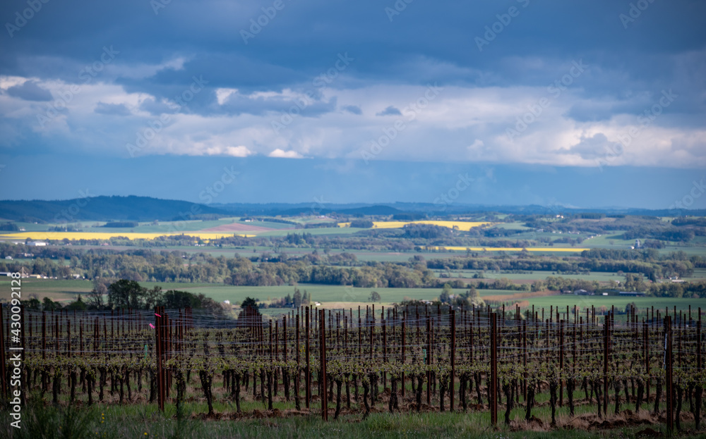 Spring mustard fields in the distance are highlighted by sun in this view of a vineyard on an Oregon hilltop