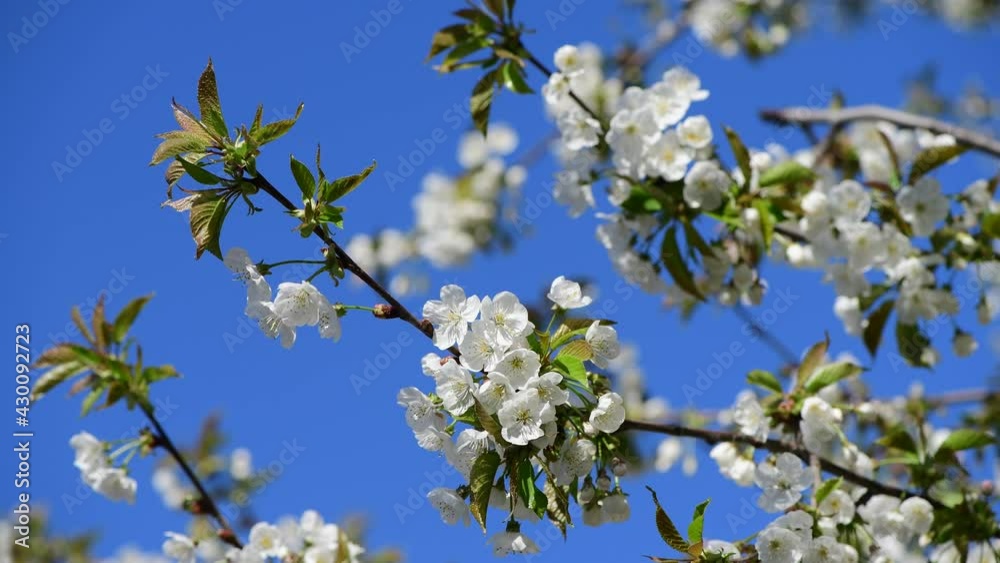 Nice spring branch of apple tree with green leaves and white flowers on sunny day macro 4k video