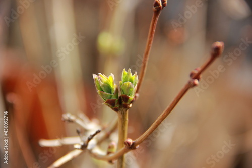 The appearance of leaves from buds on a branch
