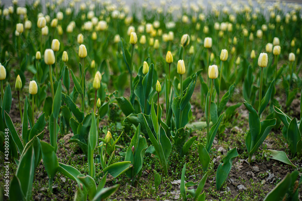yellow tulips on the field, tulip cultivation, many beautiful yellow flowers in the city park yellow tulips on the field, tulip cultivation, many beautiful yellow flowers in the city park