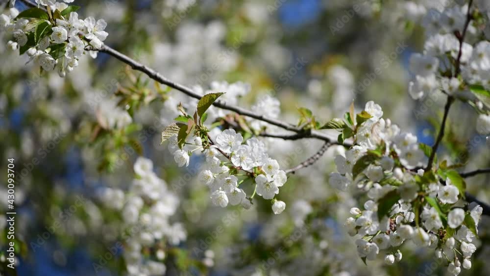 Nice spring branch of apple tree with green leaves and white flowers on sunny day macro 4k video Nice spring branch of apple tree with green leaves and white flowers on sunny day macro 4k video