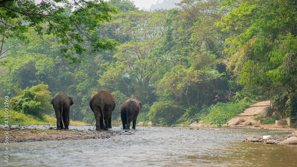 Elephants walking on a river in a natural landscape Elephants walking on a river in a natural landscape