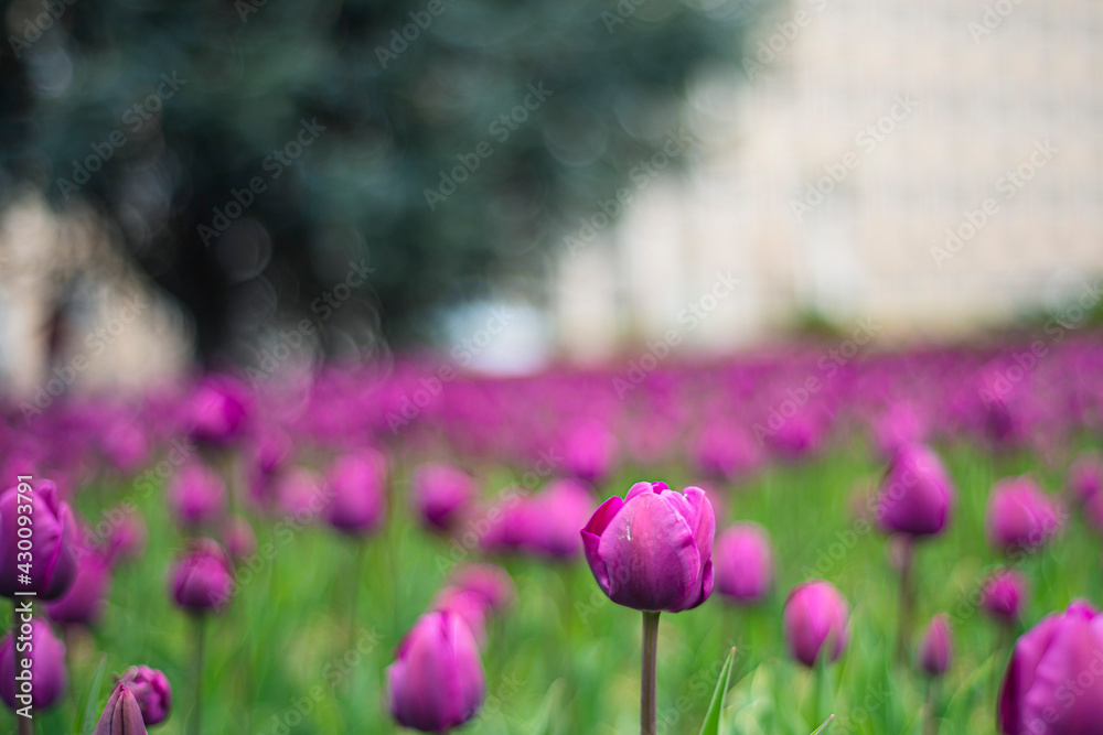 Obraz premium tulips in spring, purple tulips in spring on a flower bed in the park, cultivation of tulnans flowering field, pink flower stem and leaves close-up on the background of the ground