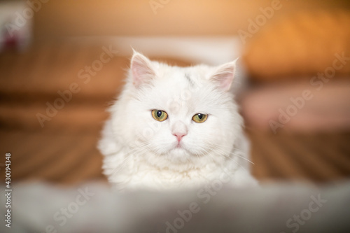 portrait of a cat © ArdichawatSripaiboo
