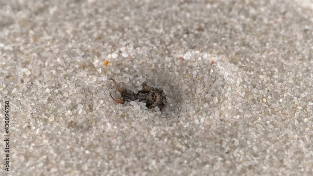 Insect larva Myrmeleon formicarius or common antlion, family Myrmeleontidae, order Neuroptera. Insect larva Myrmeleon formicarius or common antlion, family Myrmeleontidae, order Neuroptera.