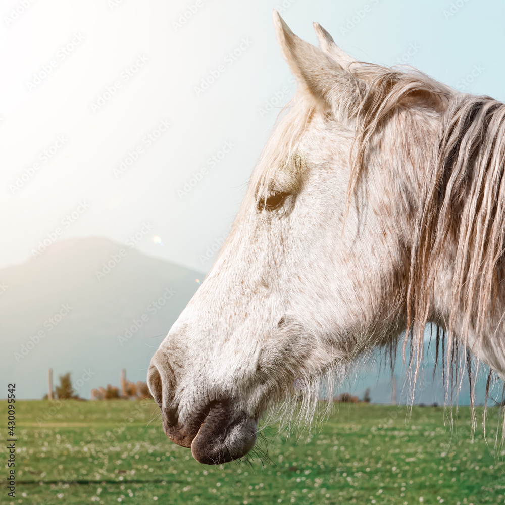 beautiful white horse portrait in the meadow beautiful white horse portrait in the meadow