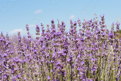 Blooming lavender field. A juicy purple, lavender, flower growing in a field under the sun. Lavender for decoration, for decoration. Lavender for the pastry chef. Summer flower